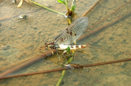 Eintagsfliege (Ephemeroptera) - © Johannes Gepp